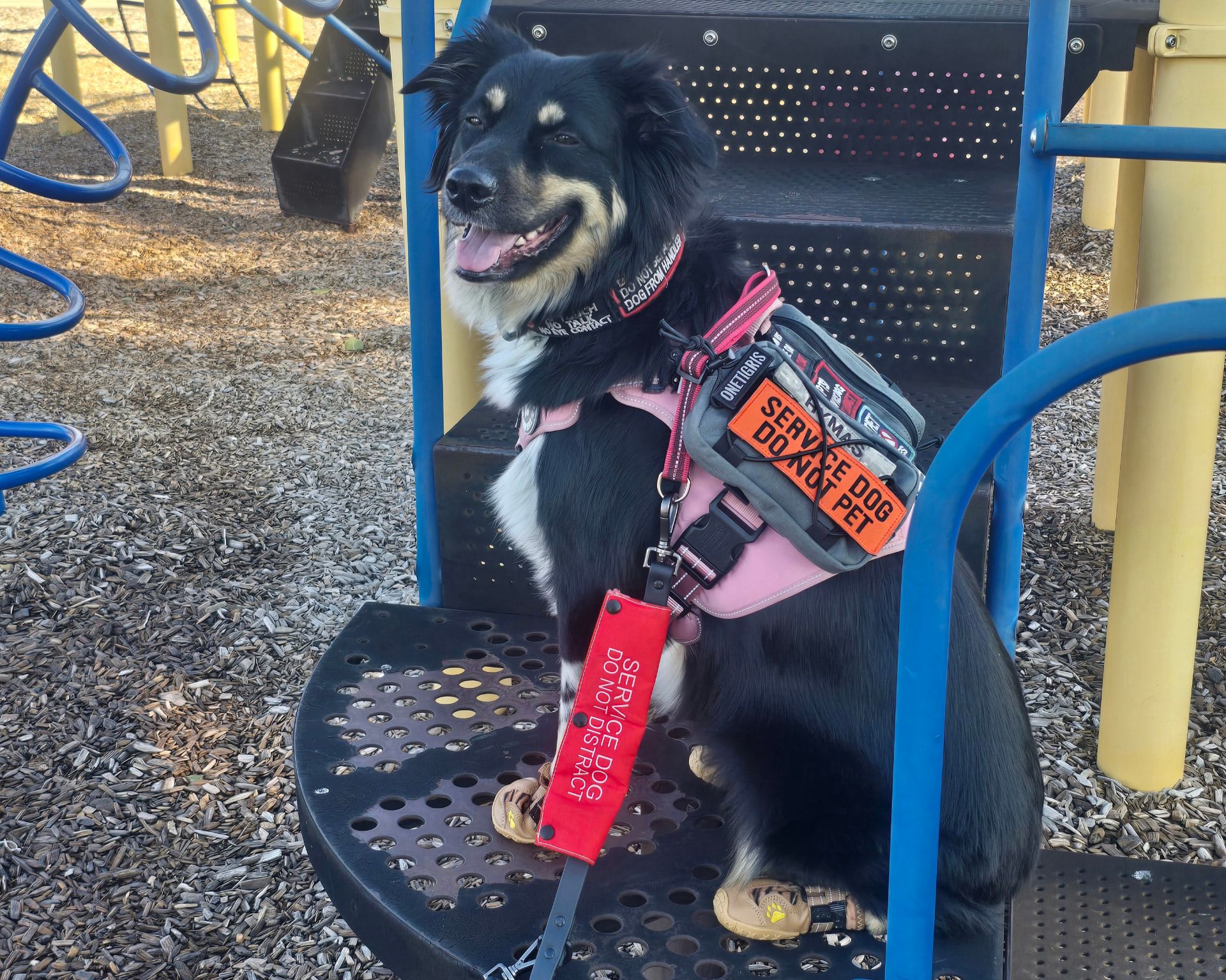 Founder's personal service dog wearing a service vest and patches while sitting on playground equipment
